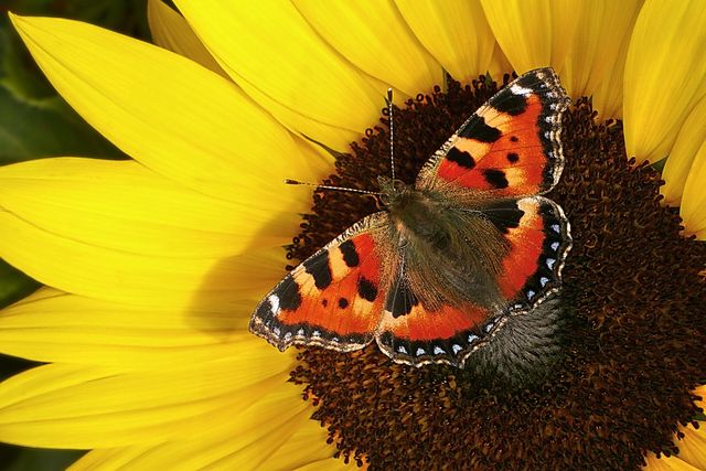 Jährliches Sommerfest der Grünen Wendlingen