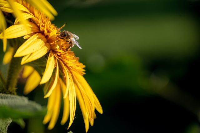 Jährliches Sommerfest der Grünen Wendlingen